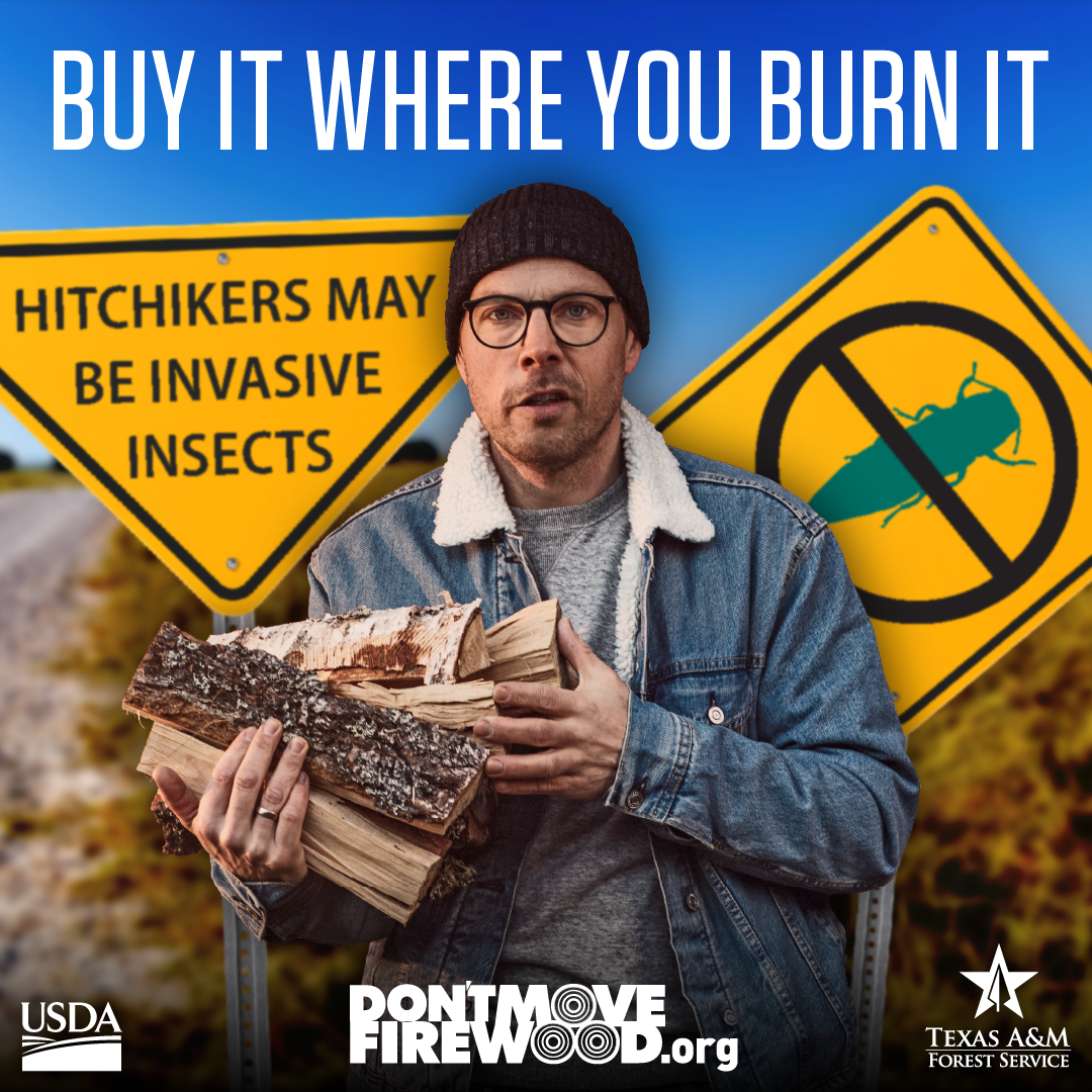 As Texans travel for hunting or camping trips, they may unknowingly be bringing deadly, invasive pests and pathogens along for the ride if they bring firewood with them.